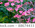 Dogwood in the garden has bloomed ③ 88674433