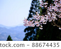 Cherry blossoms were already in bloom on Kunimigaoka 88674435