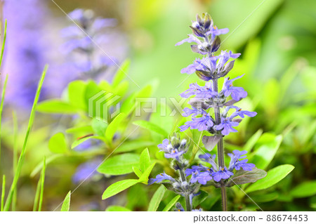 Flowers blooming in the garden 88674453