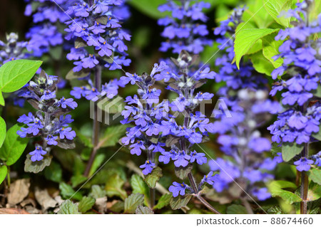 Flowers blooming in the garden 88674460