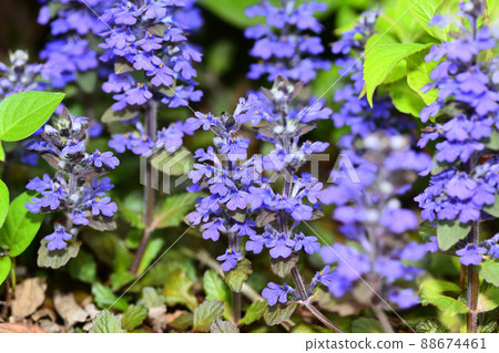 花園裡盛開的鮮花 花園裡盛開的鮮花 88674461