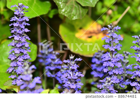 Flowers blooming in the garden 88674481