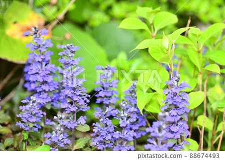 Flowers blooming in the garden Flowers blooming in the garden 88674493