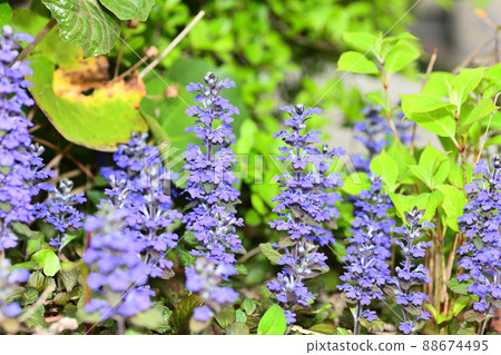 Flowers blooming in the garden 88674495