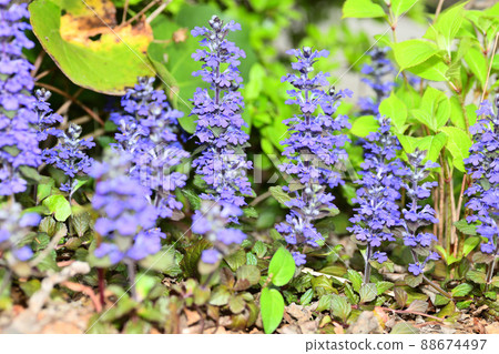 Flowers blooming in the garden Flowers blooming in the garden 88674497