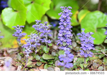 Flowers blooming in the garden Flowers blooming in the garden 88674503