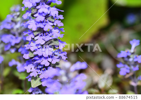 Flowers blooming in the garden 88674515