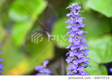花園裡盛開的鮮花 花園裡盛開的鮮花 88674519