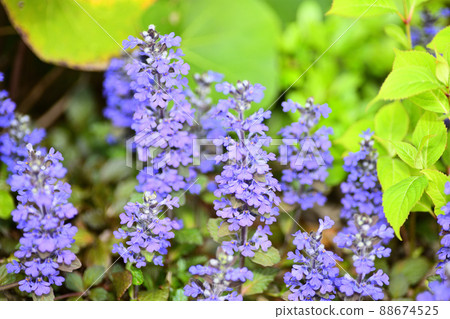 Flowers blooming in the garden 88674525