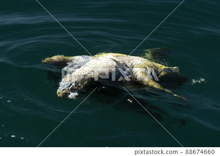 dead killed turtle in the sea 88674660