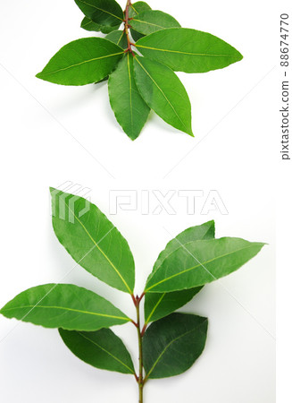 Green leaves 88674770