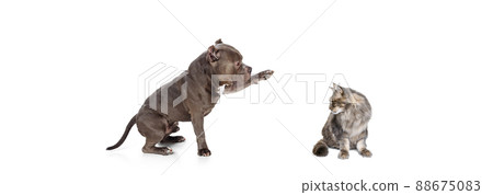 Portrait of beautiful cat and purebred dog isolated on white background. Concept of animal life, friendship, interplay concept. Collage Portrait of beautiful cat and purebred dog isolated on white background. Concept of animal life, friendship, interplay concept. Collage 88675083