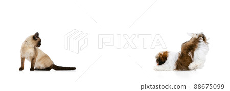 Portrait of beautiful cat and purebred dog isolated on white background. Concept of animal life, friendship, interplay concept. Collage 88675099