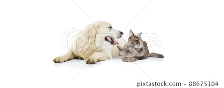 Portrait of beautiful cat and purebred dog isolated on white background. Concept of animal life, friendship, interplay concept. Collage 88675104