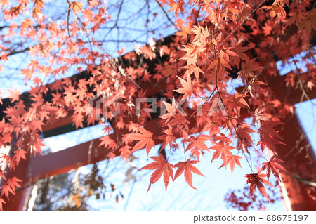 鳥居和秋葉 88675197