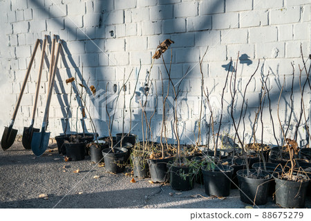 reforestation or shovel and set of young tree sapling in pots near building wall reforestation or shovel and set of young tree sapling in pots near building wall 88675279