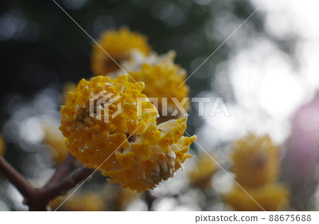 葛原岡神社的光俁 88675688