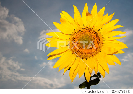 Sunflower close up. Blooming sunflower. Natural background. There is a place for text. Lots of free space. Background. Banner. Postcard. 88675938