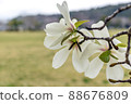 White magnolia kobus flower back view 88676809