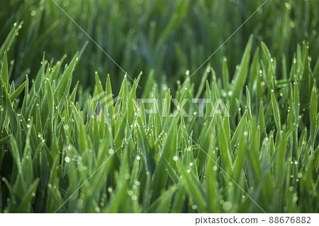 大麥幼葉和晨露 大麥幼葉和晨露 88676882
