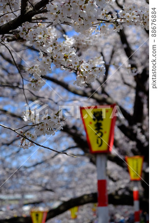 乍一看Senbonzakura 88676884