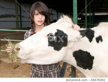 farmer feeding a cow in her farm 88676892