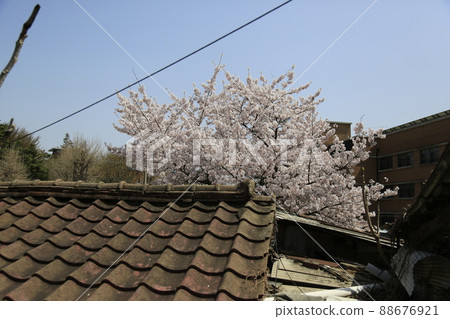 Jeongneunggol. Seongbuk-gu. Alley. Spring flowers. Gate. 88676921