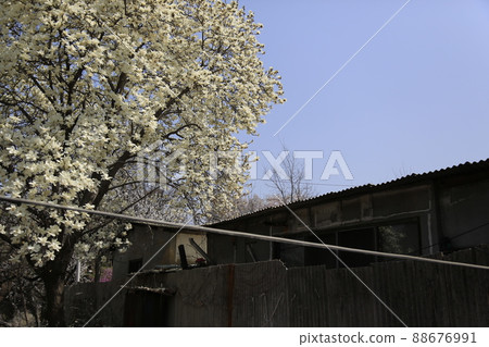 Jeongneunggol。城北區。胡同。春天的花朵。門。 88676991