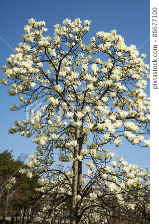 magnolia magnolia 88677100