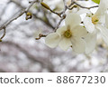 White magnolia kobus flowers and buds 88677230