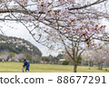 Sakura in full bloom in the park 88677291