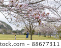 Sakura in full bloom in the park 88677311