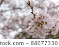 Cherry blossoms and buds up 88677330