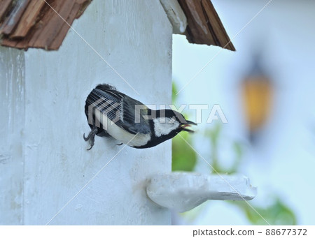 I decided to use this birdhouse for raising children. Satisfied great tit I decided to use this birdhouse for raising children. Satisfied great tit 88677372