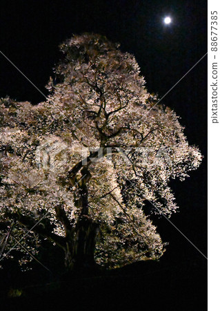 Illumination of the fortified cherry blossoms of Onuka Station in Shobara City, Hiroshima Prefecture Illumination of the fortified cherry blossoms of Onuka Station in Shobara City, Hiroshima Prefecture 88677385