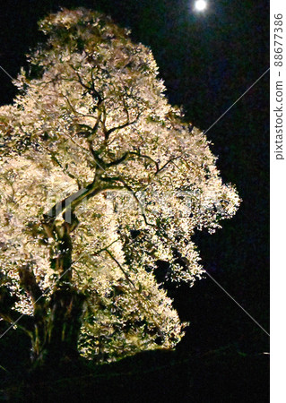 Illumination of the fortified cherry blossoms of Onuka Station in Shobara City, Hiroshima Prefecture Illumination of the fortified cherry blossoms of Onuka Station in Shobara City, Hiroshima Prefecture 88677386