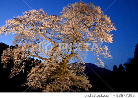 Illumination of the fortified cherry blossoms of Onuka Station in Shobara City, Hiroshima Prefecture Illumination of the fortified cherry blossoms of Onuka Station in Shobara City, Hiroshima Prefecture 88677398