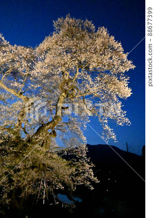Illumination of the fortified cherry blossoms of Onuka Station in Shobara City, Hiroshima Prefecture Illumination of the fortified cherry blossoms of Onuka Station in Shobara City, Hiroshima Prefecture 88677399