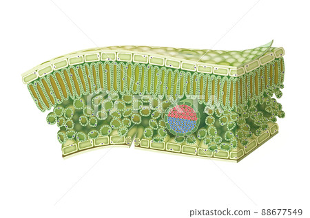 Membrane cells, mesophyll tissue structure (natural) Membrane cells, mesophyll tissue structure (natural) 88677549