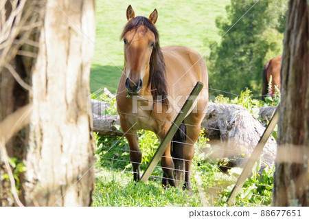 A charming horse I met at the ranch 88677651