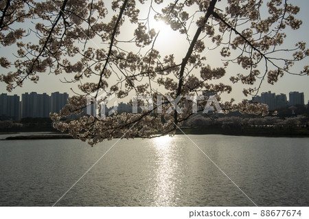 Cherry Blossom 88677674