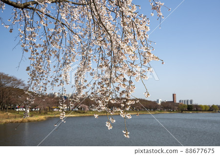 Cherry Blossom 88677675