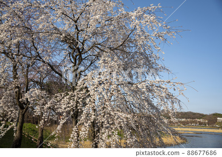 Cherry Blossom 88677686