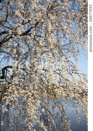 Cherry Blossom Cherry Blossom 88677693