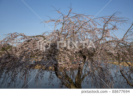 Cherry Blossom 88677694