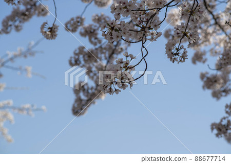 櫻桃樹 88677714