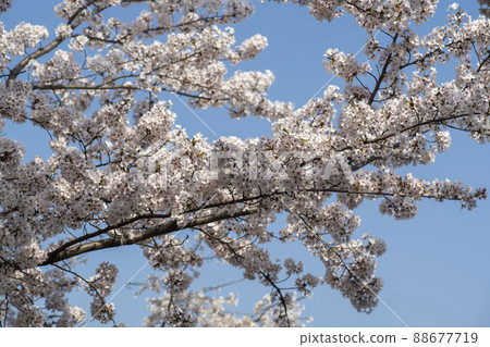 櫻桃樹 88677719