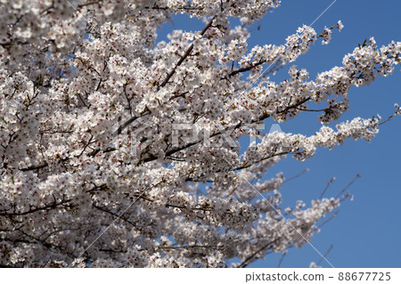 櫻桃樹 88677725