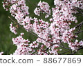 Spring scenery and cherry blossoms 88677869