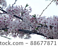 Spring scenery and the end of cherry blossoms 88677871